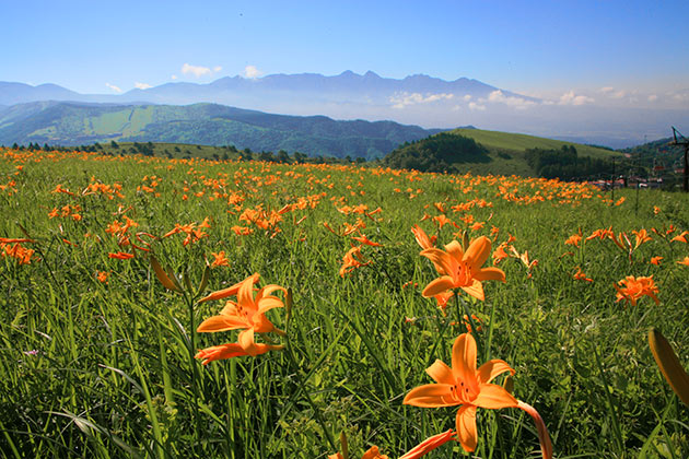 車山高原SKYPARK RESOR -夏に咲く花