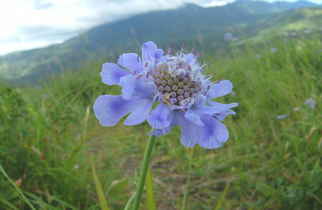 秋に咲く花 車山高原skypark Resort車山高原skypark Resort