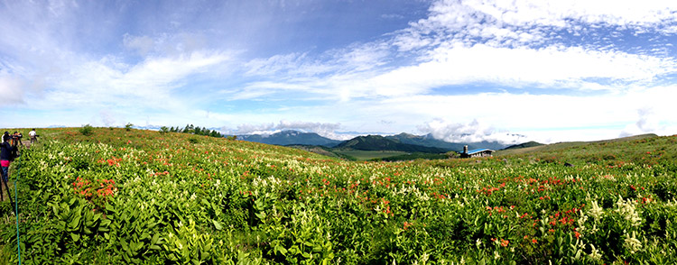花の歳時記 車山高原skypark Resort車山高原skypark Resort