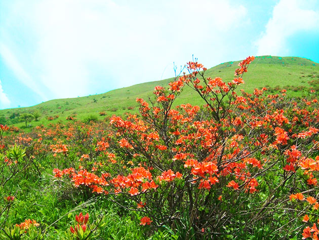 春に咲く花 車山高原skypark Resort車山高原skypark Resort