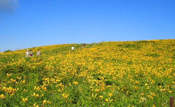夏に咲く花 車山高原skypark Resort車山高原skypark Resort