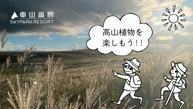 車山高原 高山植物 夏山 トレッキング ハイキング 散策 SKYPARK RESROT